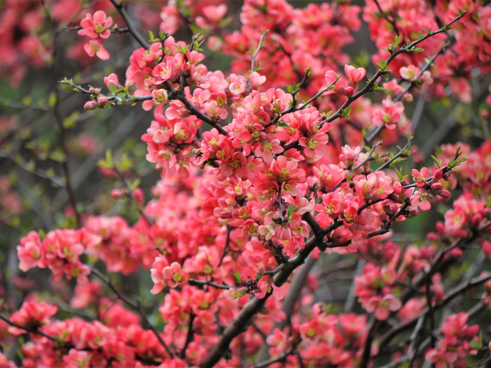 30 Flowering Quince Shrub Seeds - Pink, Red, White, Orange Chaenomeles Speciosa - Image 5
