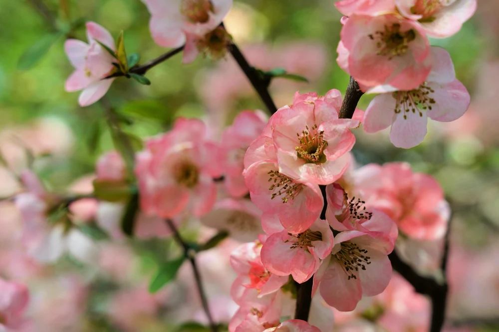 30 Flowering Quince Shrub Seeds - Pink, Red, White, Orange Chaenomeles Speciosa - Image 6
