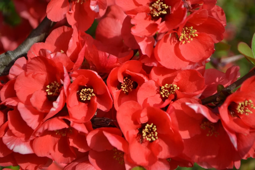 30 Flowering Quince Shrub Seeds - Pink, Red, White, Orange Chaenomeles Speciosa - Image 7