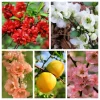 30 Flowering Quince Shrub Seeds - Pink, Red, White, Orange Chaenomeles Speciosa - Image 1