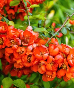 30 Flowering Quince Shrub Seeds - Pink, Red, White, Orange Chaenomeles Speciosa - Image 8