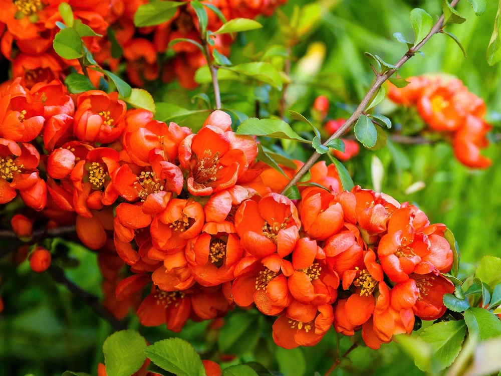 30 Flowering Quince Shrub Seeds - Pink, Red, White, Orange Chaenomeles Speciosa - Image 8
