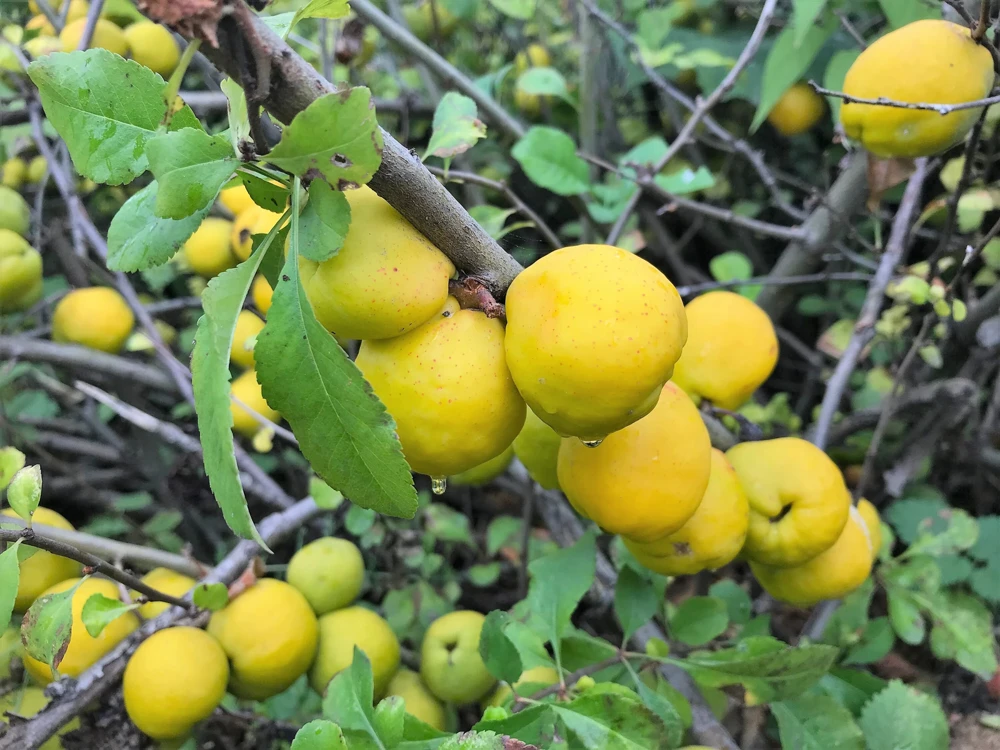 30 Flowering Quince Shrub Seeds - Pink, Red, White, Orange Chaenomeles Speciosa - Image 9