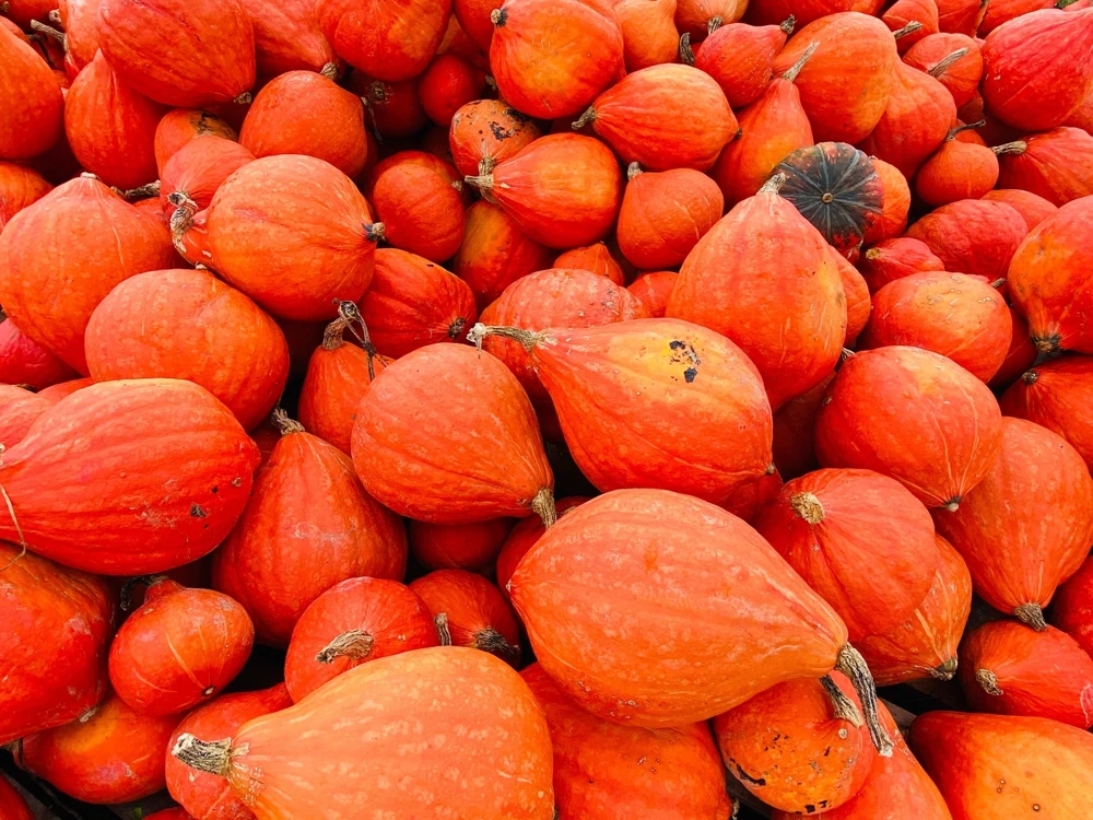 30 Golden Hubbard Squash Seeds - Genesee Red Buttercup Vegetable Seeds - Image 2