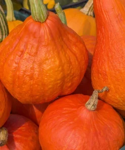 30 Golden Hubbard Squash Seeds - Genesee Red Buttercup Vegetable Seeds - Image 3