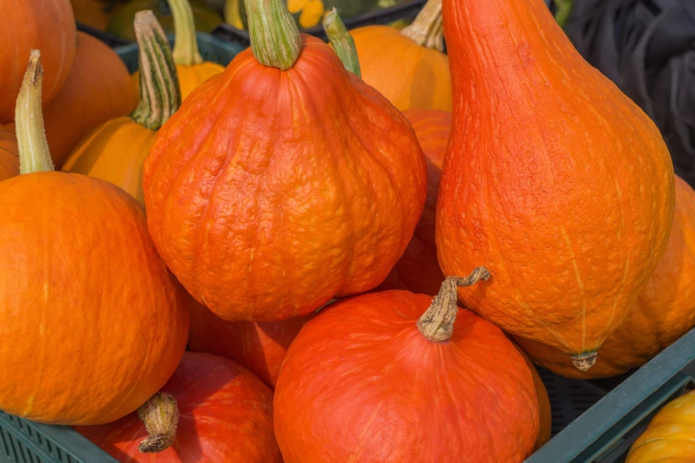 30 Golden Hubbard Squash Seeds - Genesee Red Buttercup Vegetable Seeds - Image 3
