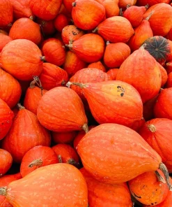 30 Golden Hubbard Squash Seeds - Genesee Red Buttercup Vegetable Seeds - Image 4