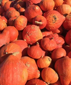 30 Golden Hubbard Squash Seeds - Genesee Red Buttercup Vegetable Seeds - Image 5