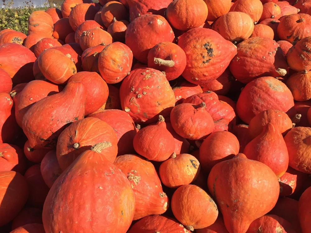 30 Golden Hubbard Squash Seeds - Genesee Red Buttercup Vegetable Seeds - Image 5