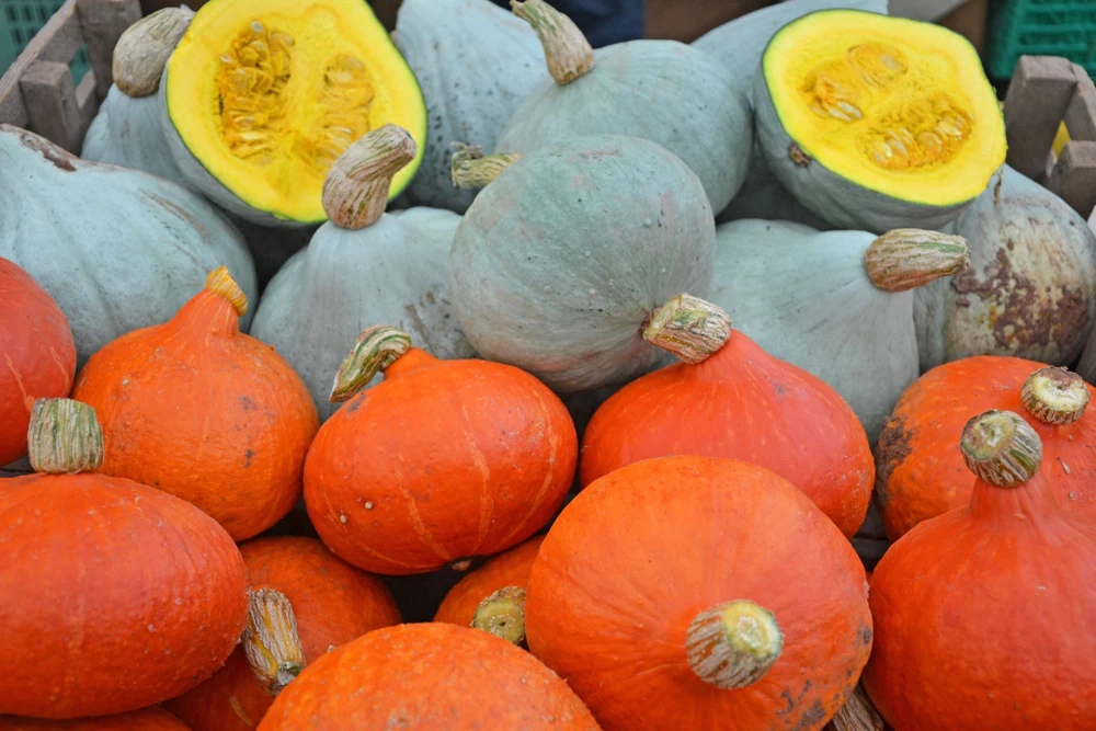 30 Golden Hubbard Squash Seeds - Genesee Red Buttercup Vegetable Seeds - Image 6
