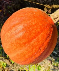 30 Golden Hubbard Squash Seeds - Genesee Red Buttercup Vegetable Seeds - Image 7