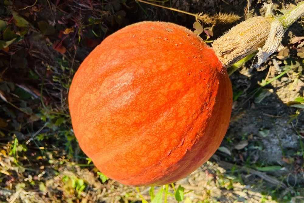 30 Golden Hubbard Squash Seeds - Genesee Red Buttercup Vegetable Seeds - Image 7