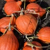 30 Golden Hubbard Squash Seeds - Genesee Red Buttercup Vegetable Seeds - Image 1