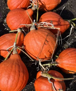 30 Golden Hubbard Squash Seeds - Genesee Red Buttercup Vegetable Seeds - Image 1