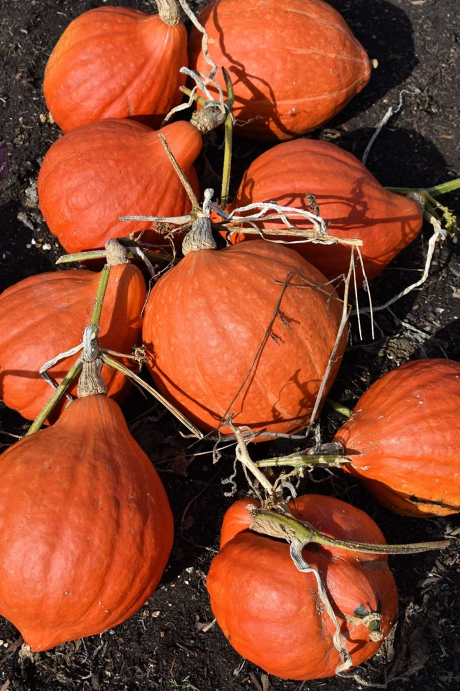 30 Golden Hubbard Squash Seeds - Genesee Red Buttercup Vegetable Seeds - Image 1