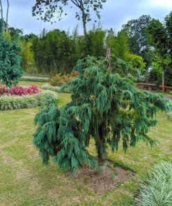 30 Kashmir Weeping Cypress Tree Seeds - Cupressus Cashmeriana Blue Evergreen - Image 10