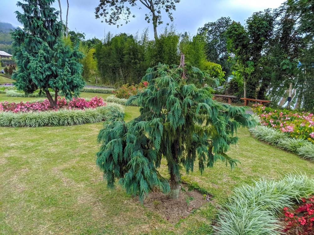 30 Kashmir Weeping Cypress Tree Seeds - Cupressus Cashmeriana Blue Evergreen - Image 10