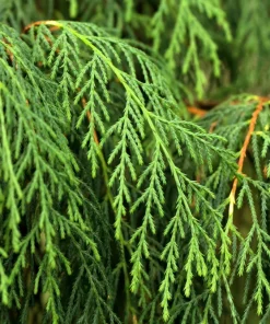 30 Kashmir Weeping Cypress Tree Seeds - Cupressus Cashmeriana Blue Evergreen - Image 2