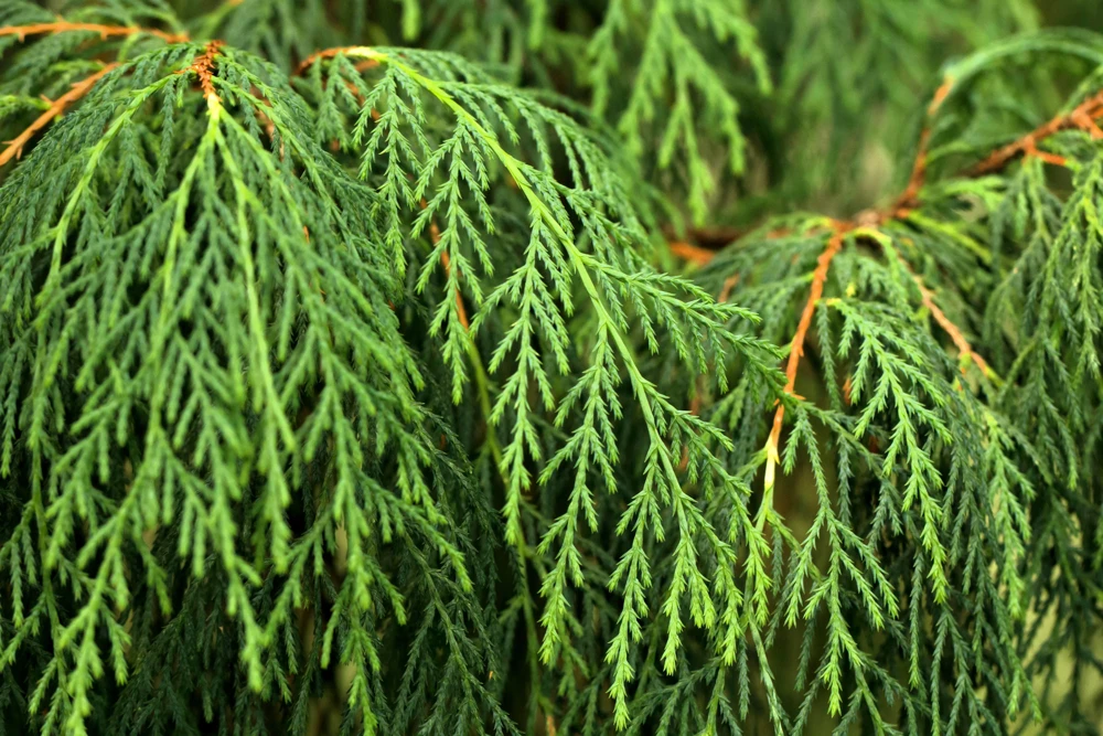 30 Kashmir Weeping Cypress Tree Seeds - Cupressus Cashmeriana Blue Evergreen - Image 2