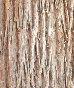 30 Kashmir Weeping Cypress Tree Seeds - Cupressus Cashmeriana Blue Evergreen - Image 3