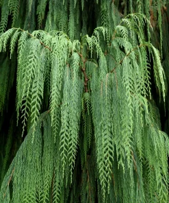 30 Kashmir Weeping Cypress Tree Seeds - Cupressus Cashmeriana Blue Evergreen - Image 4