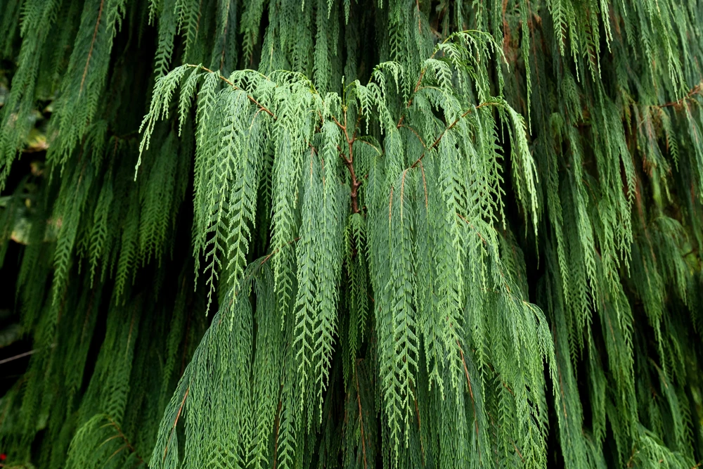 30 Kashmir Weeping Cypress Tree Seeds - Cupressus Cashmeriana Blue Evergreen - Image 4