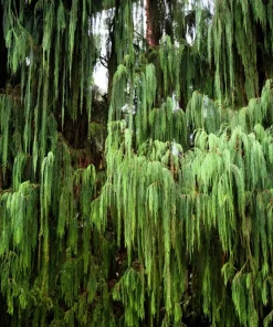 30 Kashmir Weeping Cypress Tree Seeds - Cupressus Cashmeriana Blue Evergreen - Image 5