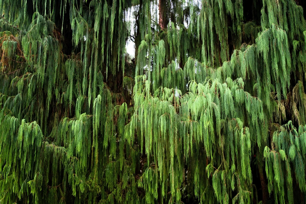 30 Kashmir Weeping Cypress Tree Seeds - Cupressus Cashmeriana Blue Evergreen - Image 5