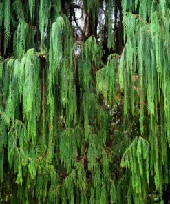 30 Kashmir Weeping Cypress Tree Seeds - Cupressus Cashmeriana Blue Evergreen - Image 6