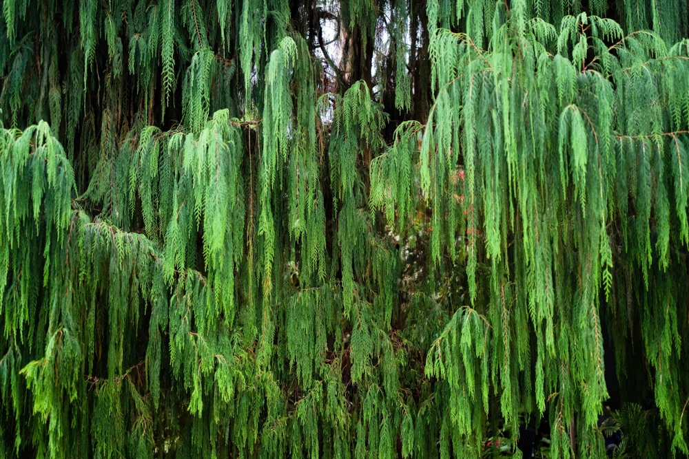 30 Kashmir Weeping Cypress Tree Seeds - Cupressus Cashmeriana Blue Evergreen - Image 6