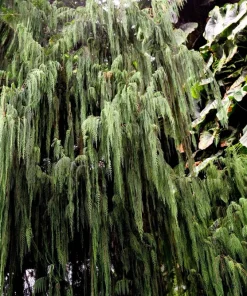 30 Kashmir Weeping Cypress Tree Seeds - Cupressus Cashmeriana Blue Evergreen - Image 7