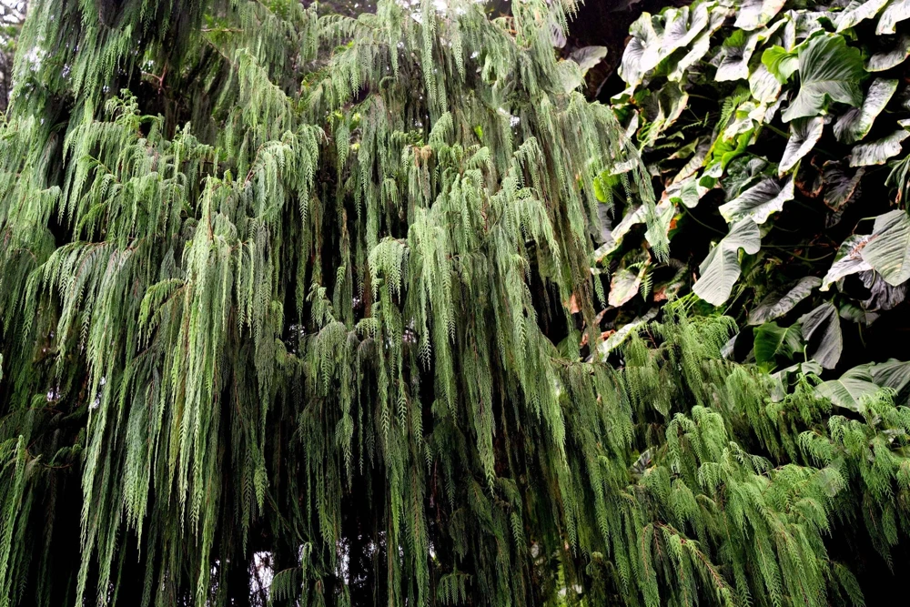 30 Kashmir Weeping Cypress Tree Seeds - Cupressus Cashmeriana Blue Evergreen - Image 7