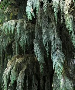 30 Kashmir Weeping Cypress Tree Seeds - Cupressus Cashmeriana Blue Evergreen - Image 8