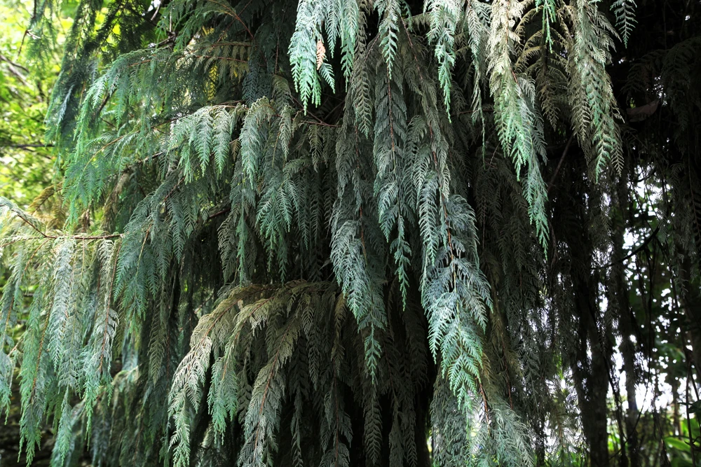 30 Kashmir Weeping Cypress Tree Seeds - Cupressus Cashmeriana Blue Evergreen - Image 8