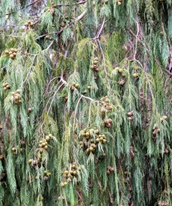 30 Kashmir Weeping Cypress Tree Seeds - Cupressus Cashmeriana Blue Evergreen - Image 9