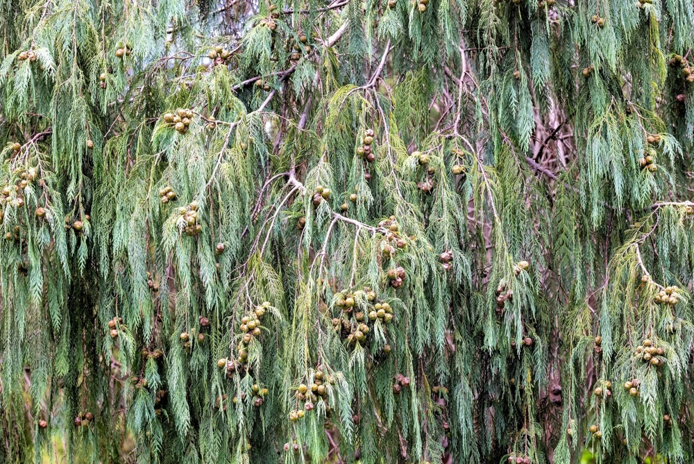 30 Kashmir Weeping Cypress Tree Seeds - Cupressus Cashmeriana Blue Evergreen - Image 9