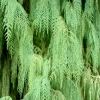30 Kashmir Weeping Cypress Tree Seeds - Cupressus Cashmeriana Blue Evergreen - Image 1