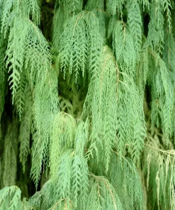 30 Kashmir Weeping Cypress Tree Seeds - Cupressus Cashmeriana Blue Evergreen - Image 1