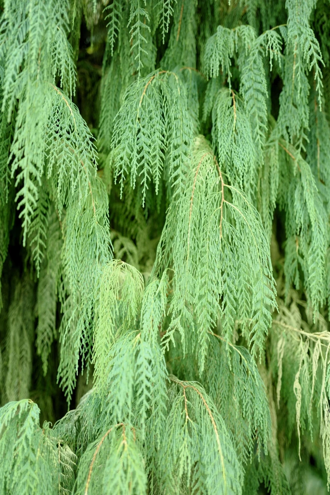 30 Kashmir Weeping Cypress Tree Seeds - Cupressus Cashmeriana Blue Evergreen - Image 1
