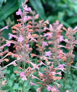 30 Mixed Colors Agastache Aurantiaca Cana Seeds - Hummingbird Mint Hyssop Flower - Image 10