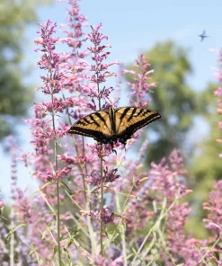 30 Mixed Colors Agastache Aurantiaca Cana Seeds - Hummingbird Mint Hyssop Flower - Image 2