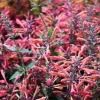 30 Mixed Colors Agastache Aurantiaca Cana Seeds - Hummingbird Mint Hyssop Flower - Image 1