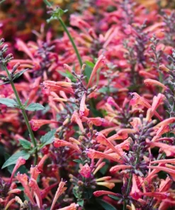30 Mixed Colors Agastache Aurantiaca Cana Seeds - Hummingbird Mint Hyssop Flower - Image 1