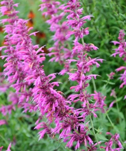 30 Mixed Colors Agastache Aurantiaca Cana Seeds - Hummingbird Mint Hyssop Flower - Image 3