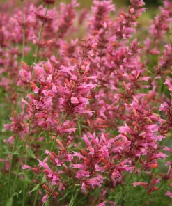 30 Mixed Colors Agastache Aurantiaca Cana Seeds - Hummingbird Mint Hyssop Flower - Image 4
