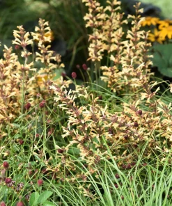 30 Mixed Colors Agastache Aurantiaca Cana Seeds - Hummingbird Mint Hyssop Flower - Image 5