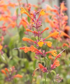 30 Mixed Colors Agastache Aurantiaca Cana Seeds - Hummingbird Mint Hyssop Flower - Image 6