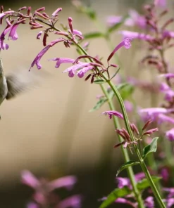 30 Mixed Colors Agastache Aurantiaca Cana Seeds - Hummingbird Mint Hyssop Flower - Image 7