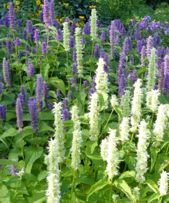 30 Mixed Colors Agastache Aurantiaca Cana Seeds - Hummingbird Mint Hyssop Flower - Image 8