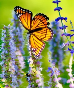 30 Mixed Colors Agastache Aurantiaca Cana Seeds - Hummingbird Mint Hyssop Flower - Image 9